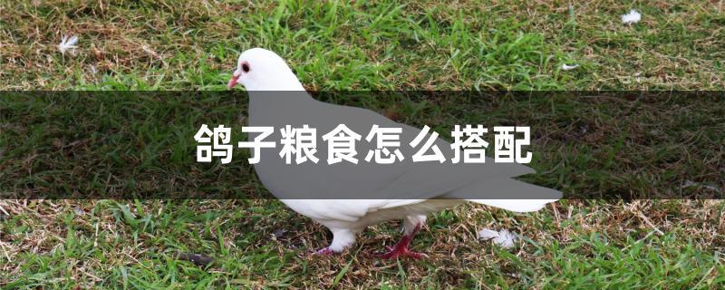 鸽子粮食怎么搭配