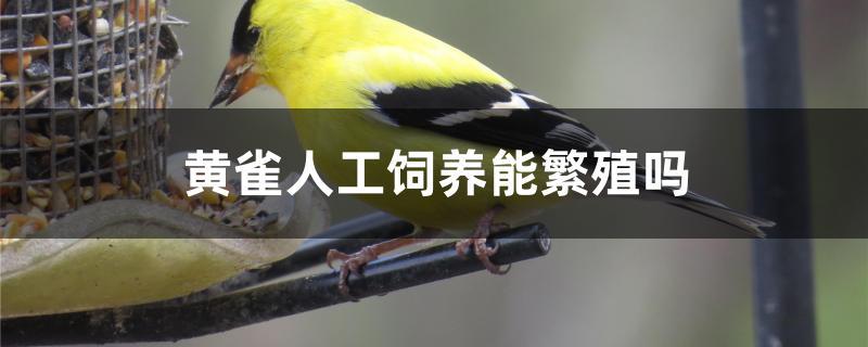 黄雀人工饲养能繁殖吗 黄雀人工饲养能繁殖吗