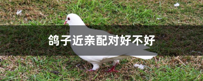鸽子近亲配对好不好 鸽子近亲配对好不好