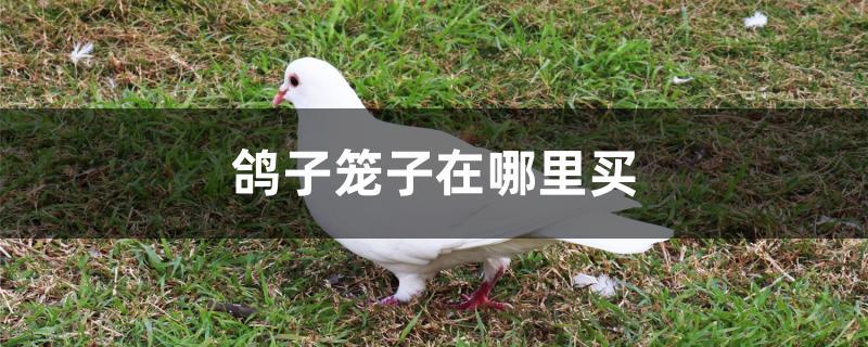 鸽子笼子在哪里买 鸽子笼子在哪里买