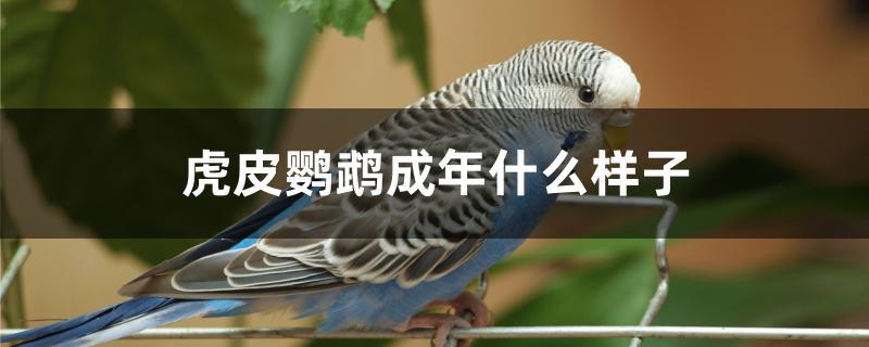 虎皮鹦鹉成年什么样子