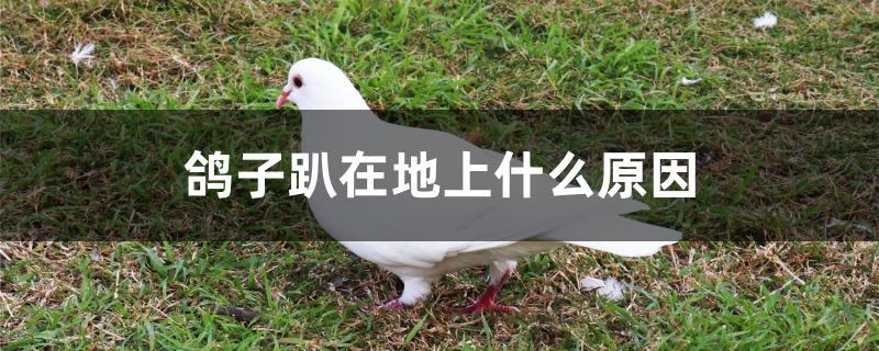 鸽子趴在地上什么原因 鸽子趴在地上什么原因