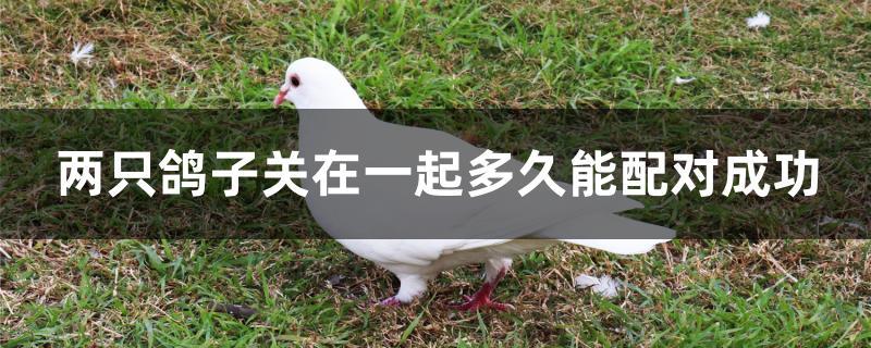 两只鸽子关在一起多久能配对成功
