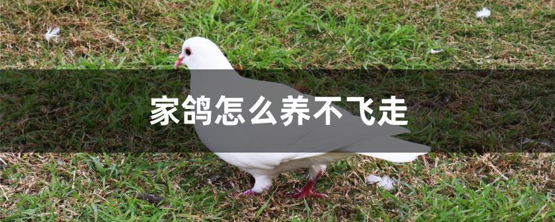 家鸽怎么养不飞走 家鸽怎么养不飞走