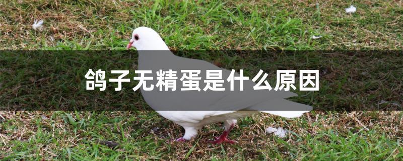 鸽子无精蛋是什么原因 鸽子无精蛋是什么原因