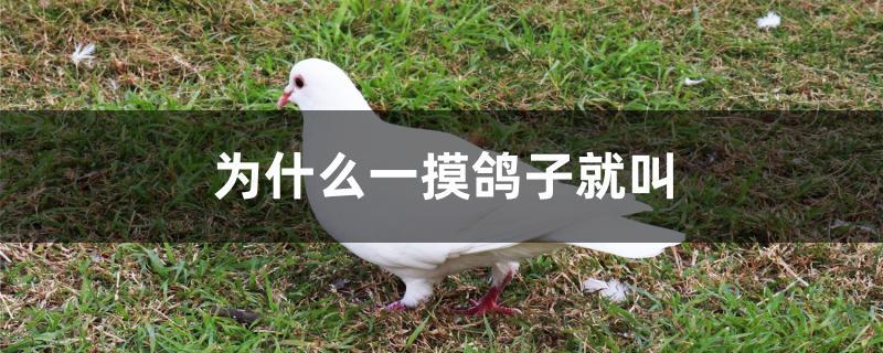为什么一摸鸽子就叫 为什么一摸鸽子就叫