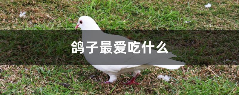 鸽子最爱吃什么 鸽子最爱吃什么