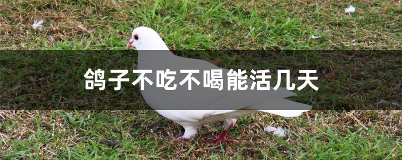 鸽子不吃不喝能活几天