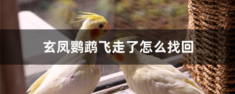 玄凤鹦鹉飞走了怎么找回