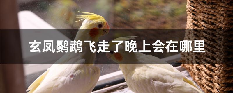 玄凤鹦鹉飞走了晚上会在哪里 玄凤鹦鹉飞走了晚上会在哪里