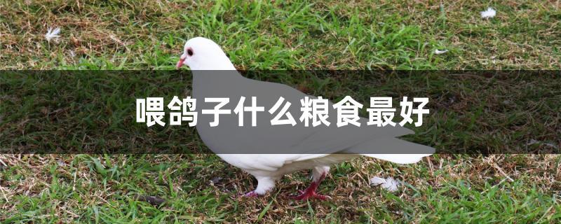 喂鸽子什么粮食最好 喂鸽子什么粮食最好
