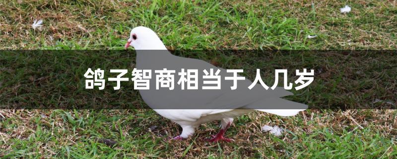 鸽子智商相当于人几岁 鸽子智商相当于人几岁