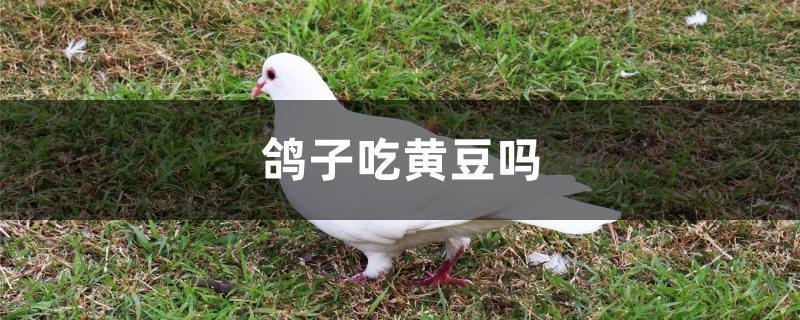 鸽子吃黄豆吗