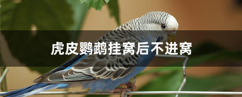 虎皮鹦鹉挂窝后不进窝 虎皮鹦鹉挂窝后不进窝