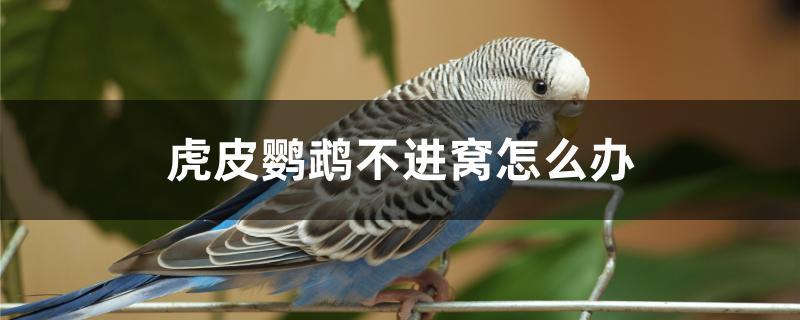虎皮鹦鹉不进窝怎么办 虎皮鹦鹉不进窝怎么办