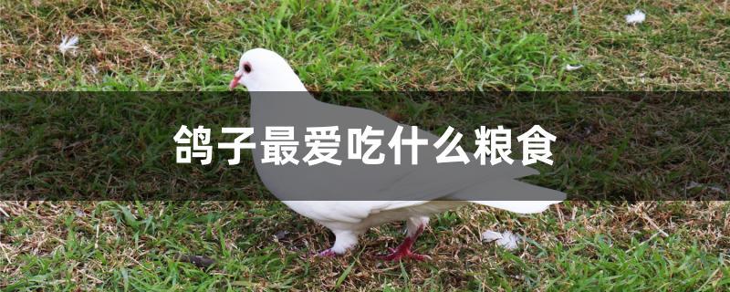 鸽子最爱吃什么粮食 鸽子最爱吃什么粮食