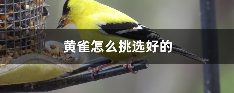 黄雀怎么挑选好的
