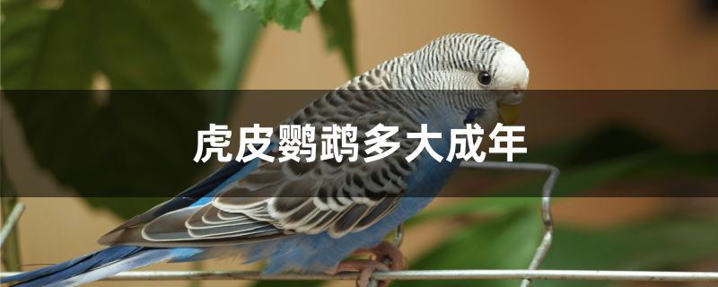 虎皮鹦鹉多大成年 虎皮鹦鹉多大成年