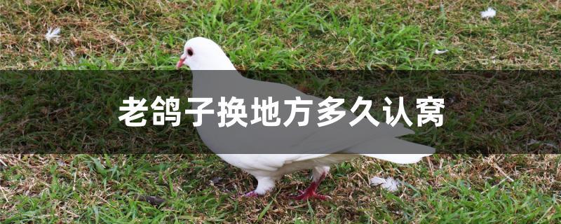 老鸽子换地方多久认窝 老鸽子换地方多久认窝
