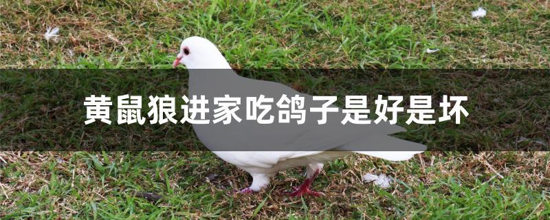 黄鼠狼进家吃鸽子是好是坏 黄鼠狼进家吃鸽子是好是坏