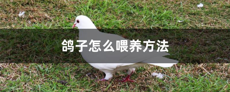 鸽子怎么喂养方法 鸽子怎么喂养方法