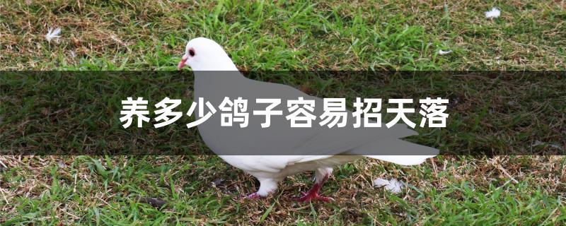 养多少鸽子容易招天落 养多少鸽子容易招天落