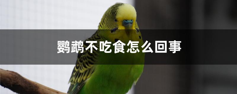 鹦鹉不吃食怎么回事