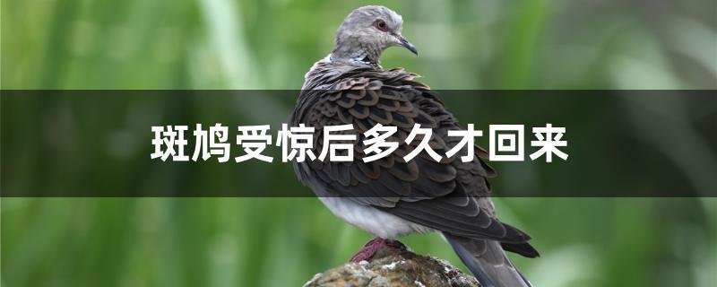 斑鸠受惊后多久才回来 斑鸠受惊后多久才回来
