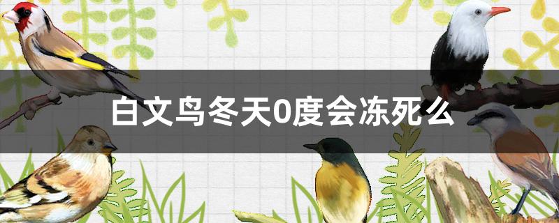 白文鸟冬天0度会冻死么