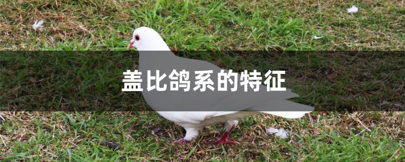 盖比鸽系的特征