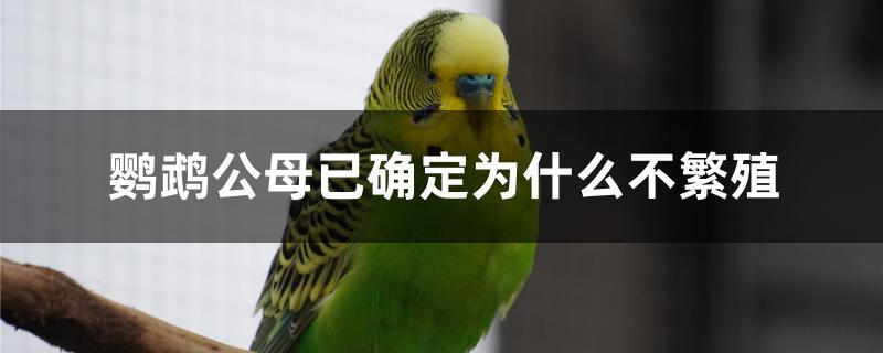 鹦鹉公母已确定为什么不繁殖 鹦鹉公母已确定为什么不繁殖