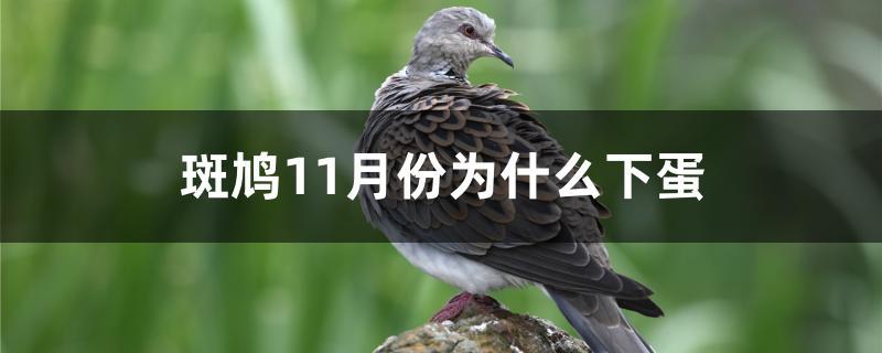 斑鸠11月份为什么下蛋 斑鸠11月份为什么下蛋