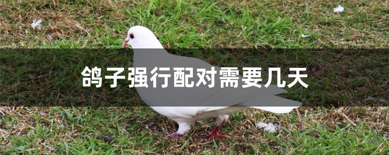 鸽子强行配对需要几天