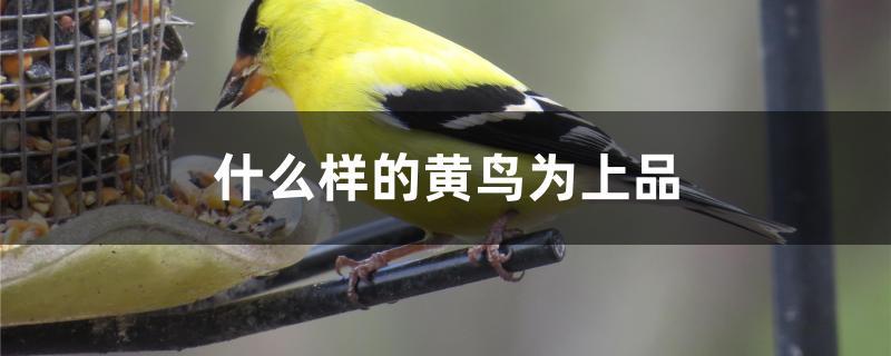 什么样的黄鸟为上品 什么样的黄鸟为上品