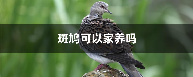 斑鸠可以家养吗 斑鸠可以家养吗