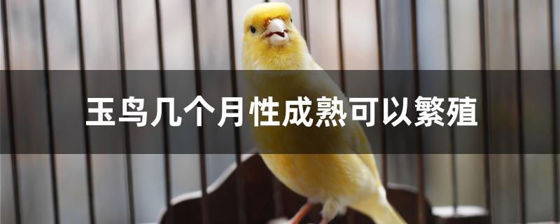 玉鳥幾個月性成熟可以繁殖