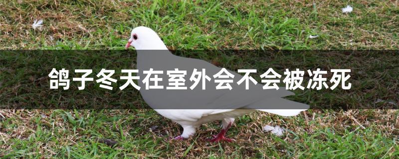 鸽子冬天在室外会不会被冻死 鸽子冬天在室外会不会被冻死