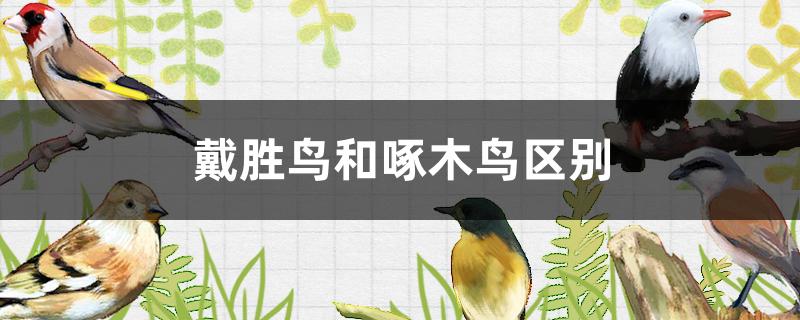 戴胜鸟和啄木鸟区别