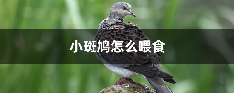 小斑鸠怎么喂食 小斑鸠怎么喂食