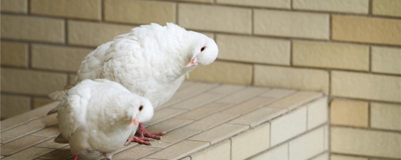 初次养鸽子要养几对 初次养鸽子要养几对